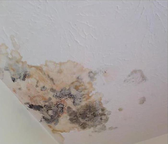 mold damage growing on ceiling